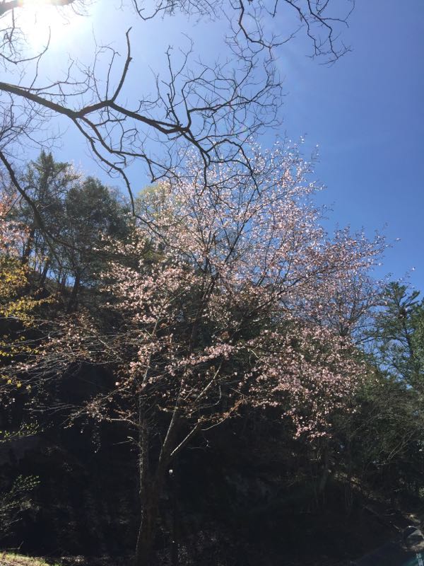 例年より一週間ほど早く桜が満開になりました。桜が葉桜になる頃、芽吹も始まりますが今年は同時に進んでいます。この頃の暖かさも影響してると思いますが、新緑が早まりそうです。