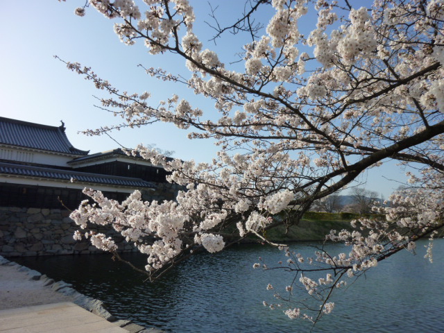 桜は良い(≧∇≦)bですね