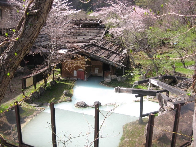 泡の湯開花状況♪