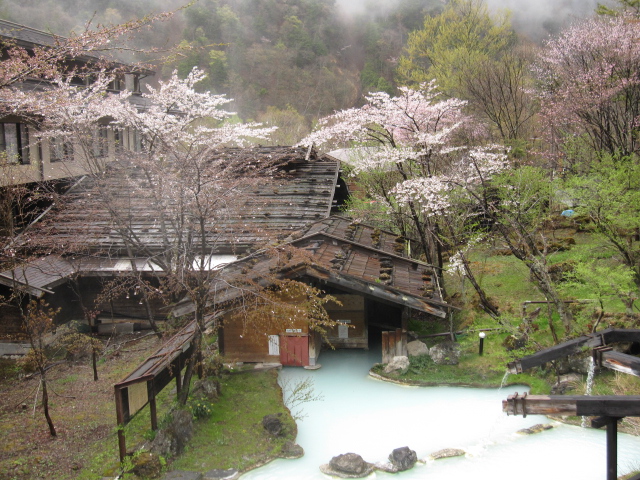 本日（５月３日）の開花状況です♪