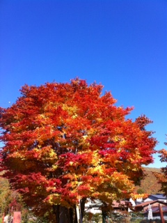 10月26日紅葉（番所）.jpg