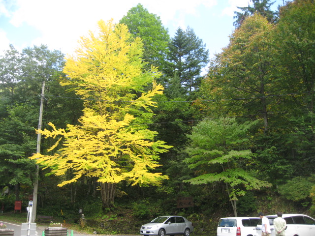 紅葉はじまる!?