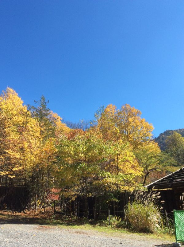 泡の湯周辺の紅葉