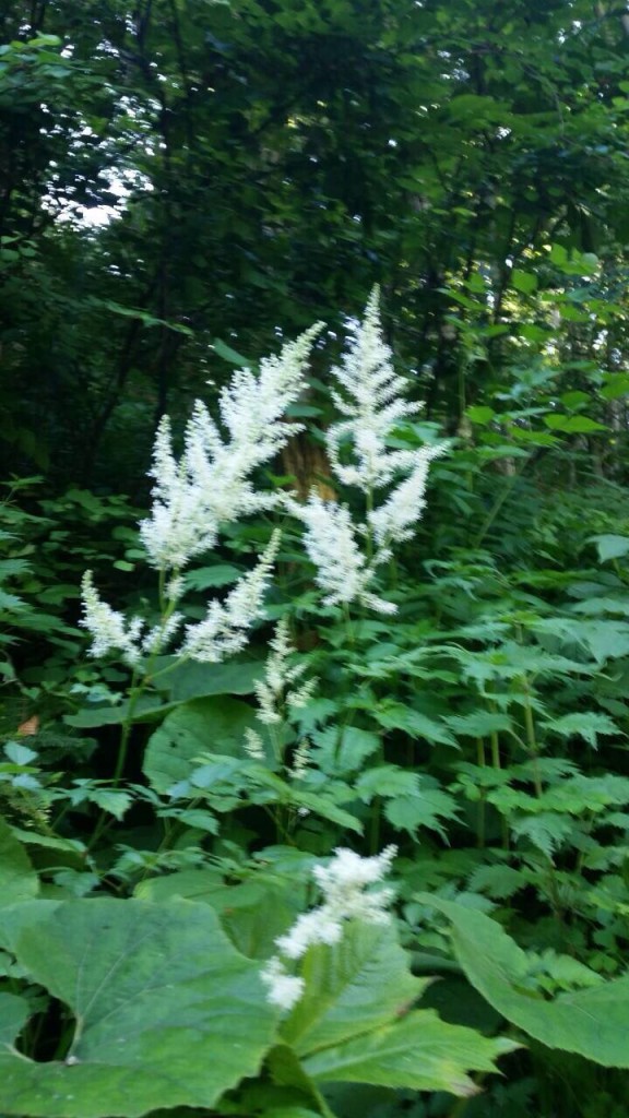 高山植物開花中その2