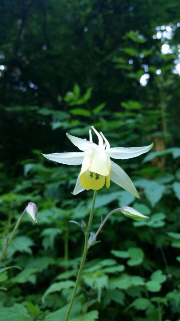 高山植物開花中その1