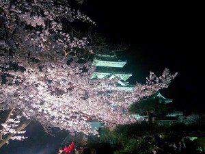 松本城夜桜_01