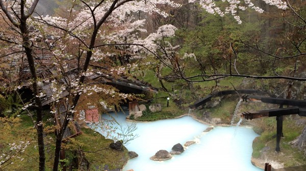 今日の桜と露天風呂