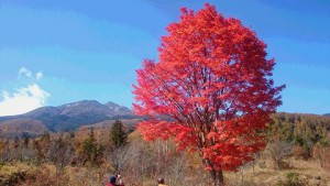 紅葉もピーク！