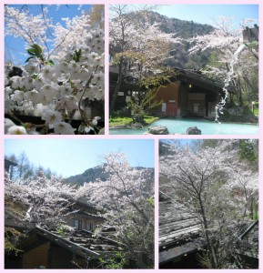 だいぶ桜が