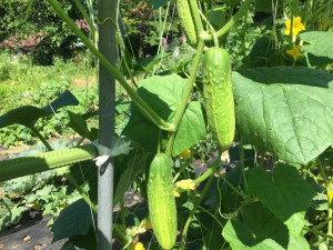 高地で育つ夏野菜