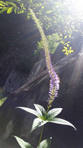 夏の山野草