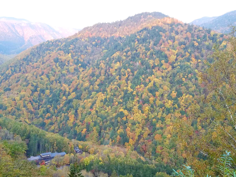 紅葉真っ盛り！