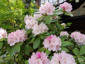 新緑の野天風呂