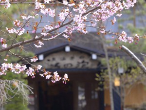 白骨にも春が訪れています