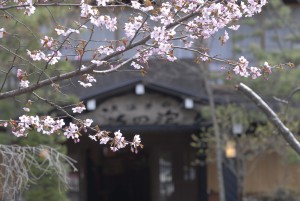 山桜と玄関