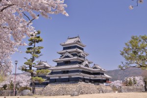 松本城桜