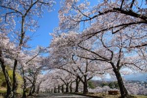 桜が待ち遠しいですね🌸